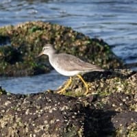 05/13探鳥記録写真-2:遠賀川河口の鳥たち（キアシシギ三昧、）