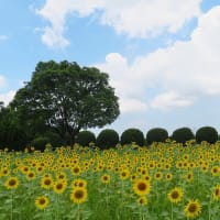 和泉リサイクル公園のひまわり　２０２５
