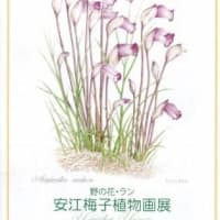 安江 梅子　植物画展