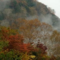 紅(くれない)も 霧の流れに 見え隠れ 　「白馬五竜高山植物園」