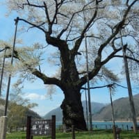 高山市　荘川桜　美しく満開