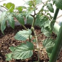 植物たち
