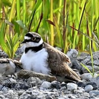 コチドリ　つづき