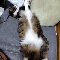 どんな夢を見ているのでしょうか?