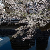 水辺の桜、彩々。