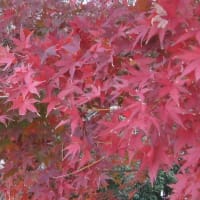紅葉