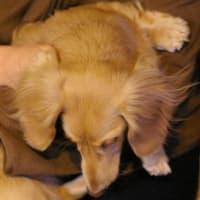 お久しぶりでございます プラム事件の報告です 犬バカ日誌 お久しぶりでございます プラム事件の報告です 犬バカ日誌