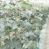 名取岩沼地域で各種きゅうり講習会等が開催されました