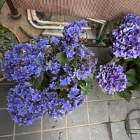 紫陽花の鉢を変えてみた