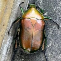 カナブン発見！