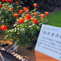 薔薇とカメラと自転車で💗　　～前橋敷島公園ばら園　2024～