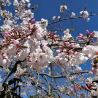 和歌山の道成寺の枝垂桜