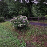 雨降りのアジサイ