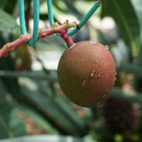 熱帯果樹：マンゴー