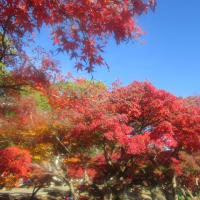 2022 奈良公園の紅葉