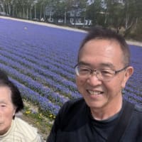 2025.5　北海道滝上（たきのうえ）の満開の芝桜を観る旅