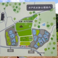 井戸尻の大賀ハス