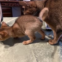 ボスベル