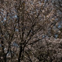 桜を巡る