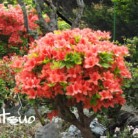 「蝦夷山躑躅の花が咲きました」　MY　GARDEN　2022.05.20日撮影