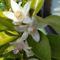 すだちの花と、お引っ越し準備