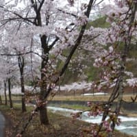 雪国の春、到来