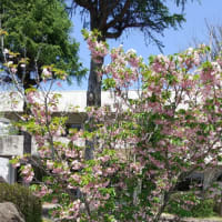 4月14日 旅の花 (八重桜、ツツジ、リキュウバイ)