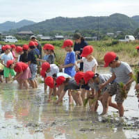 2025.6.25　田植え（３年生）