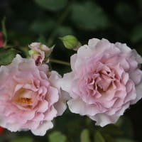 雨風が酷かったけどよく散らなかったな～🌹