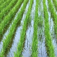 効果と不効果（幸か不幸か^^;）