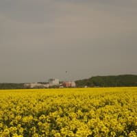 田園風景に現れる黄色い絨毯