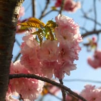 庭の八重桜、2024