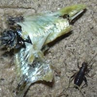 鈴虫 カブトムシの幼虫飼育 鈴虫 カブトムシの幼虫飼育