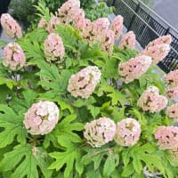 新茶まつり　ファーマーズマーケット