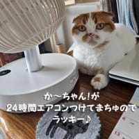 来客