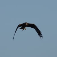 6/01探鳥記録写真-2：狩尾岬の鳥たち（キアシシギ、トビの飛翔、）