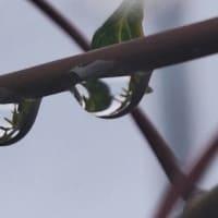 昨夜はすごい雨だった