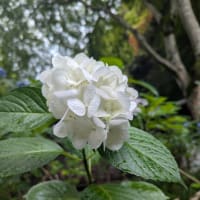 池田　久安寺の紫陽花