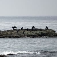 04/25探鳥記録写真-2：狩尾岬の鳥たち（クロサギの採餌模様、シジュウカラ、カルガモの飛翔、ウミウの飛翔）