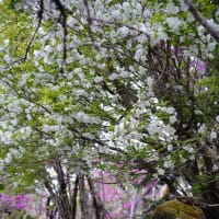 なんて美しい　この世界　(#^.^#)