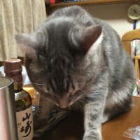 酔っていないよ(^-^)