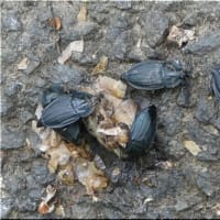 シデムシの仲間。