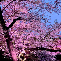 Sakura 2025