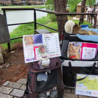 祇園で猫がらみ　先斗町