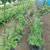 我が家の野菜たち