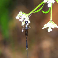 オオコンボウヤセバチ♀の訪花