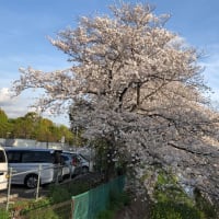桜散歩