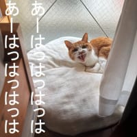 最近のにぽち