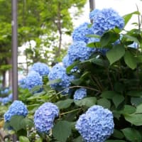 御池ブルーを撮りに行って来た・・・・・。('◇')ゞ