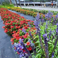 「地域ぐるみでむらじゅう花ざかり事業」の上生坂区の花畑の風景＆「夏の全国交通安全やまびこ運動」の出陣式と一斉街頭活動